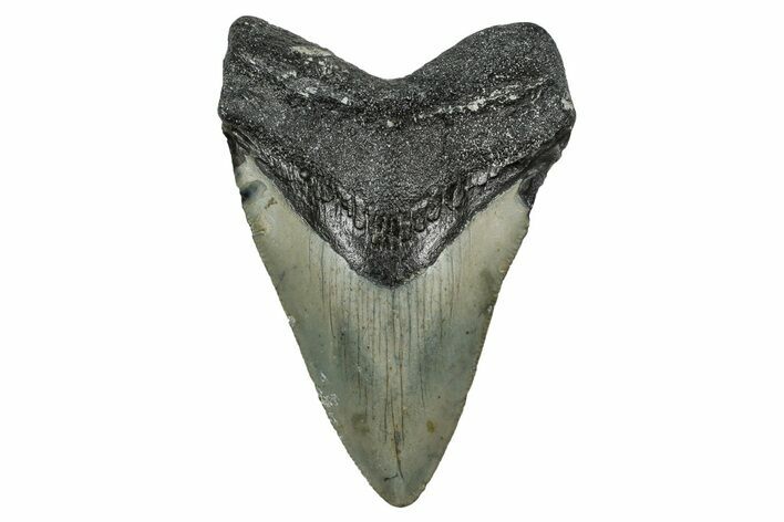 Serrated, Fossil Megalodon Tooth - North Carolina #344070